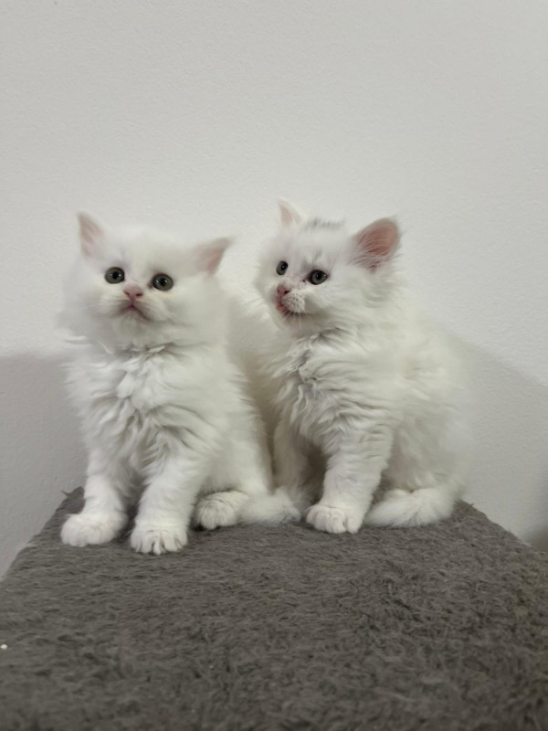 Maine Coon macici