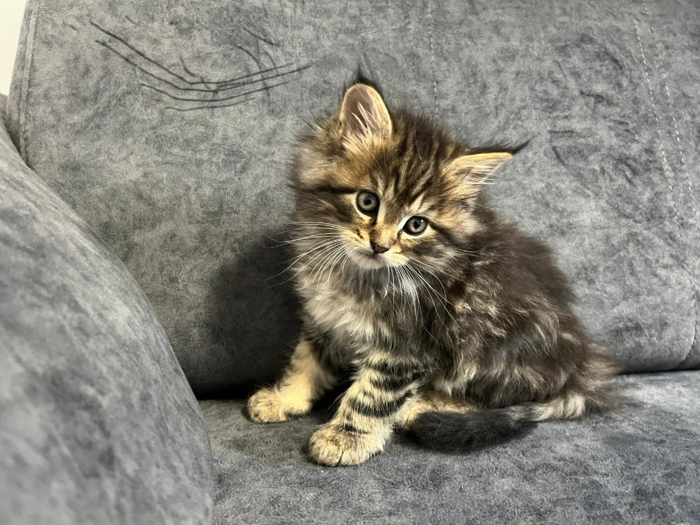 Maine Coon macici