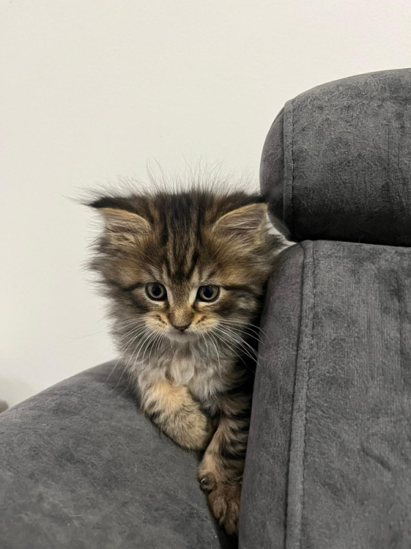 Maine Coon macici