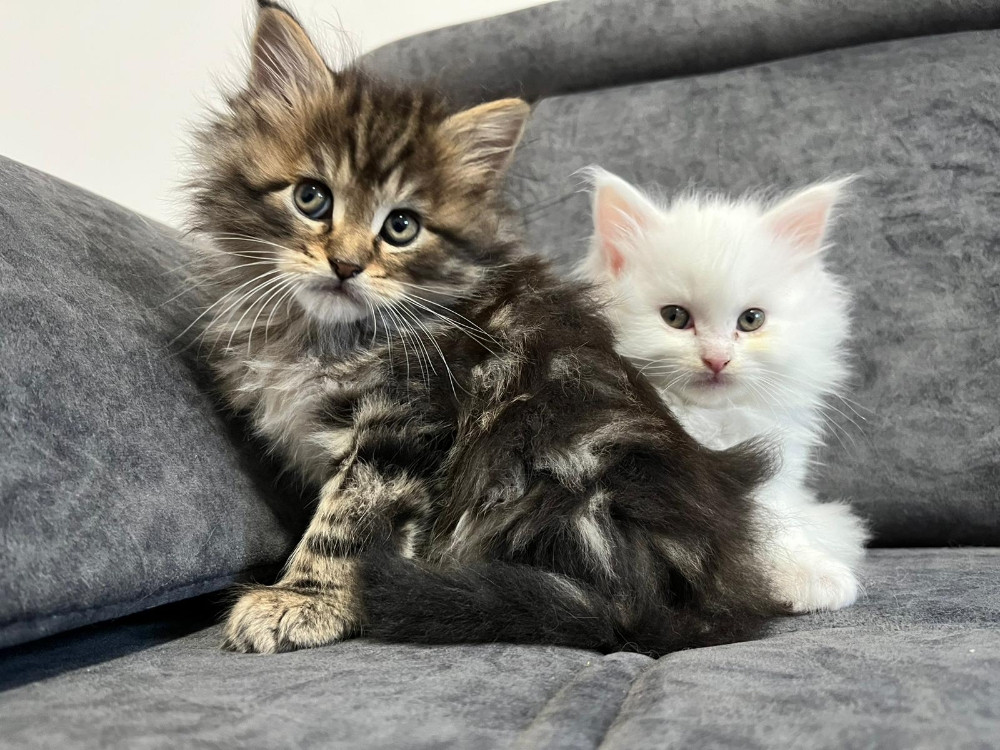 Maine Coon macici