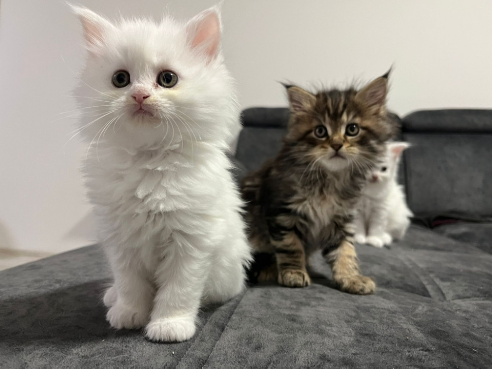 Maine Coon macici