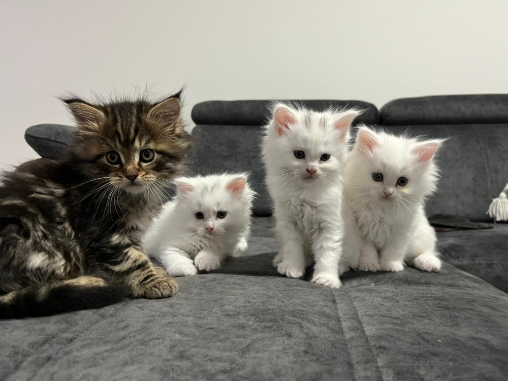 Maine Coon macici