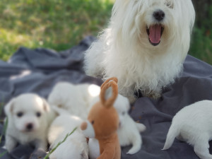 Tulearski pas-Coton de Tulear stenad