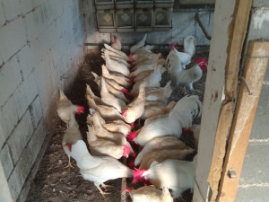 Kokosi leghorn