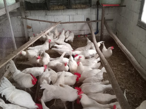 KOKOSI LEGHORN
