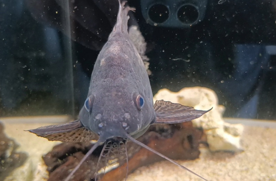 Ribica čistač, som 25cm, Poklanjam 5 ribica