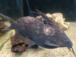 Ribica čistač, som 25cm