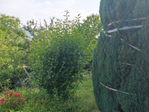 Biro HM/ Kobiljaca kuća photo 3