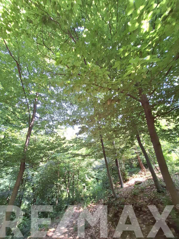 Hrastova šuma sa zemljištem na prodaju- Pavlovac 5942m2 2