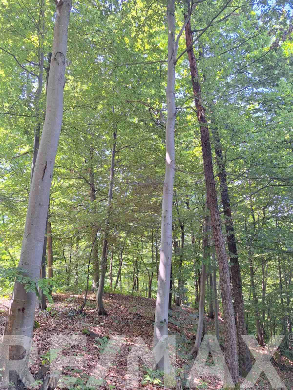 Hrastova šuma sa zemljištem na prodaju- Pavlovac 5942m2 3