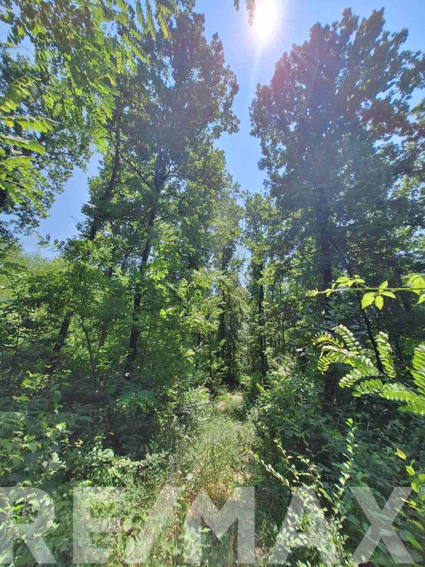 Hrastova šuma sa zemljištem na prodaju- Pavlovac 5942m2 4