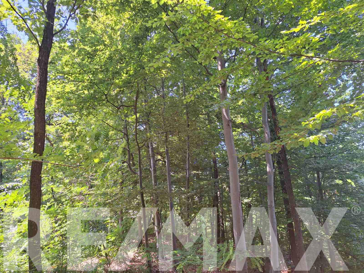 Hrastova šuma sa zemljištem na prodaju- Pavlovac 5942m2 5