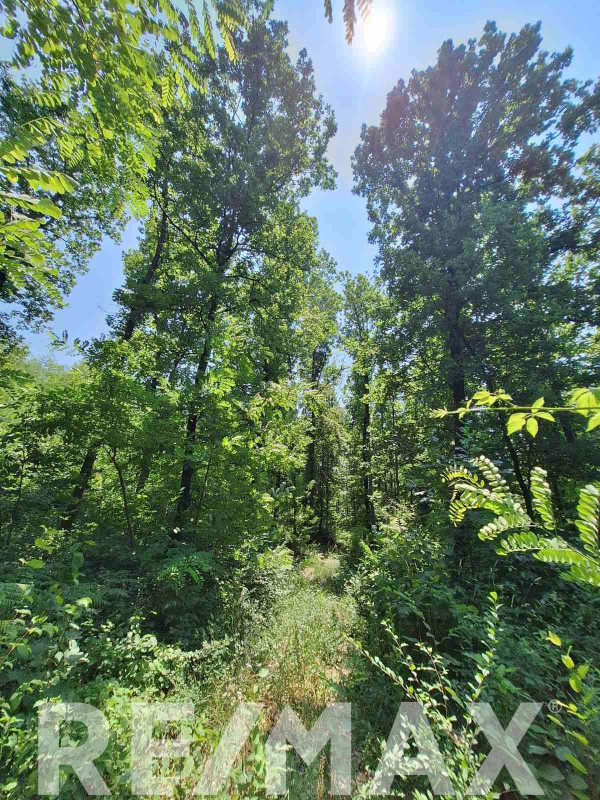 Hrastova šuma sa zemljištem na prodaju- Pavlovac 5942m2 6