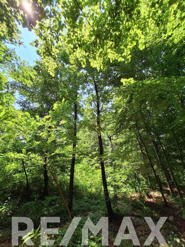Hrastova šuma sa zemljištem na prodaju- Pavlovac 5942m2 7