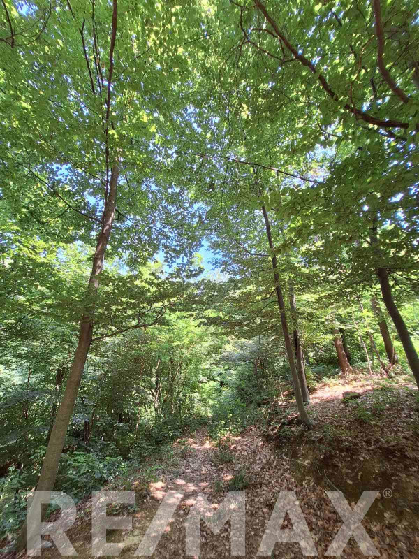 Hrastova šuma sa zemljištem na prodaju- Pavlovac 5942m2 8