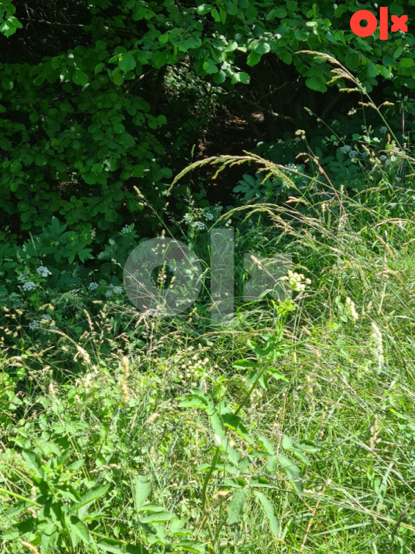 Kuća 260m2 + 73.000 m2 zemljišta, Ilijaš, Malešići 20