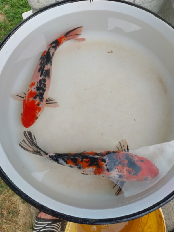 Koi šarani