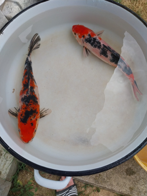 Koi šarani