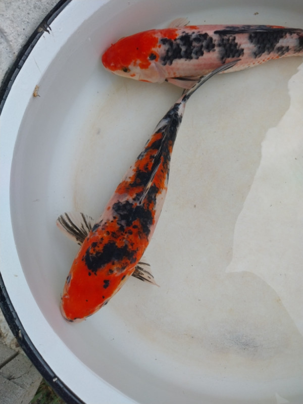 Koi šarani