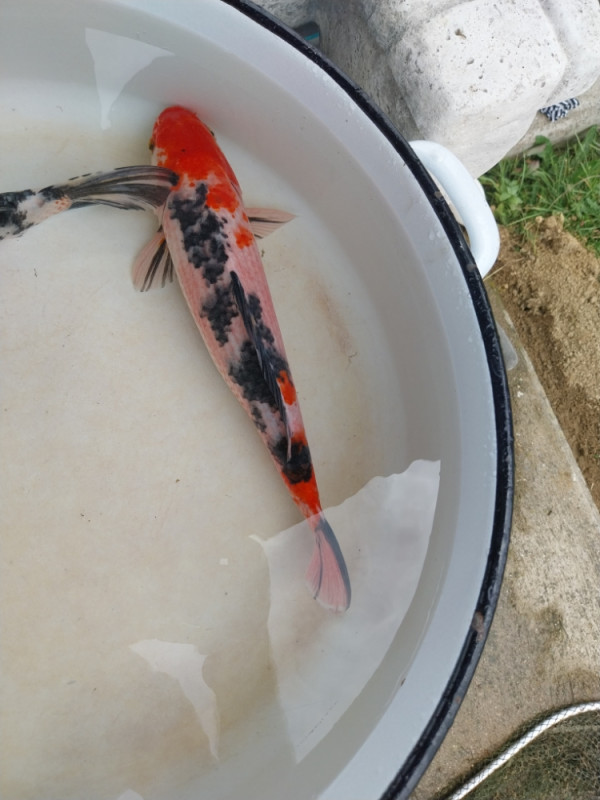 Koi šarani