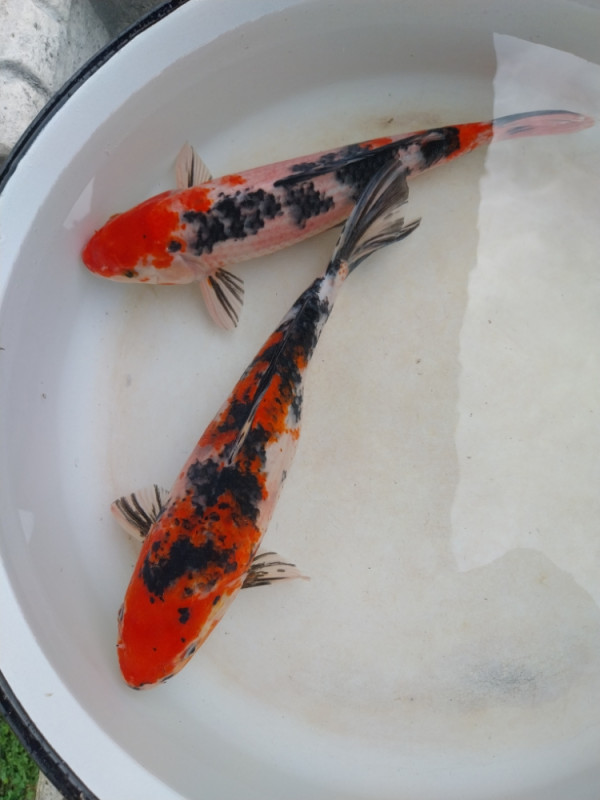 Koi šarani