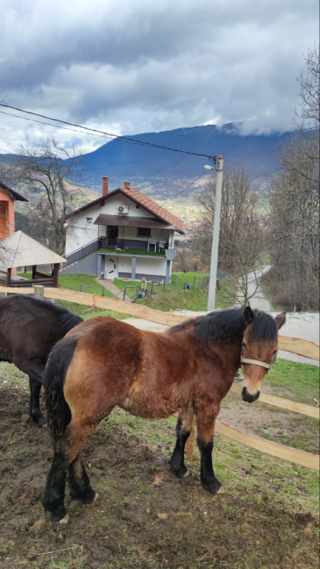 Ždrijebe konji