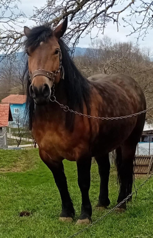 Prodajem ždrebicu