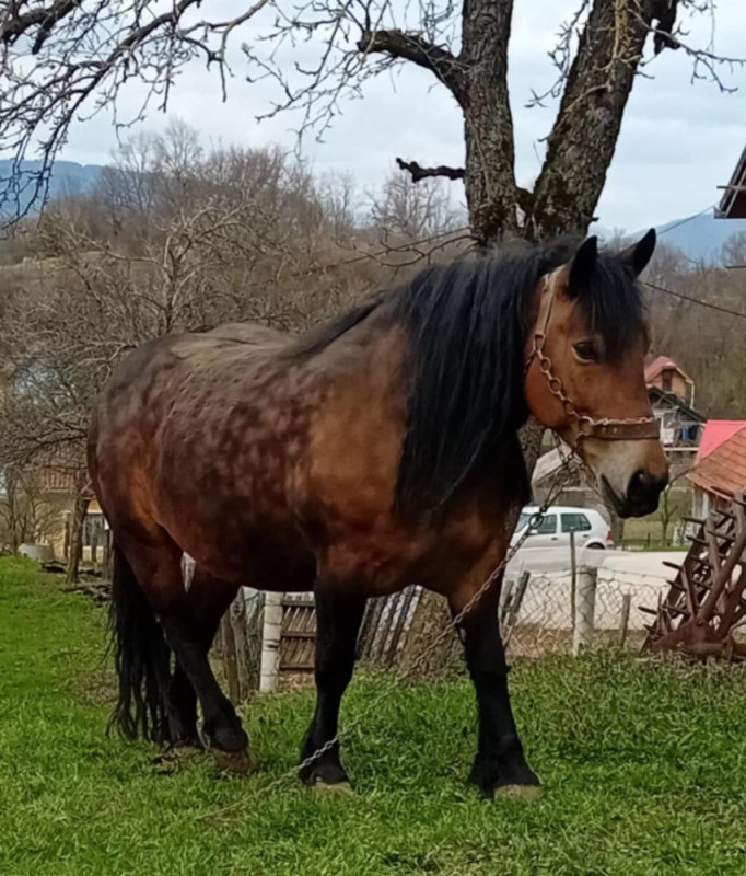 Prodajem ždrebicu