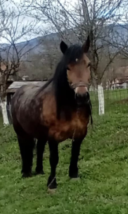 Prodajem ždrebicu