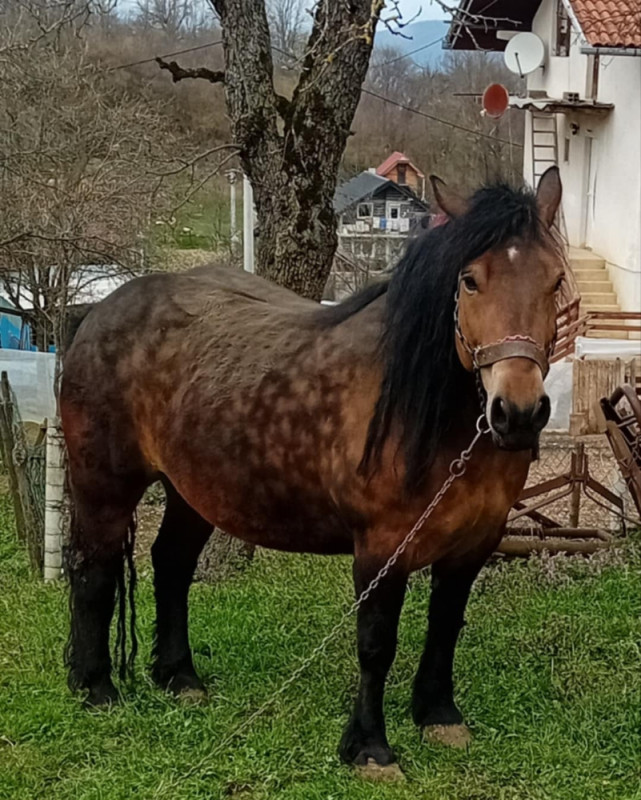Prodajem ždrebicu