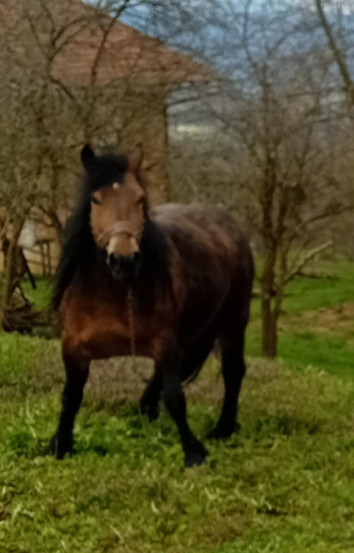 Prodajem ždrebicu