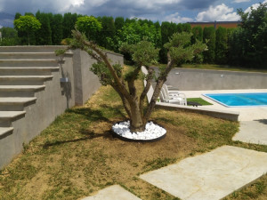 Masline olea sadnice stare 30 do 80 godina