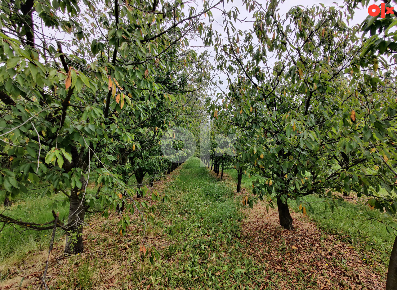 Voćnjak trešnje, Romanovci, Gradiška