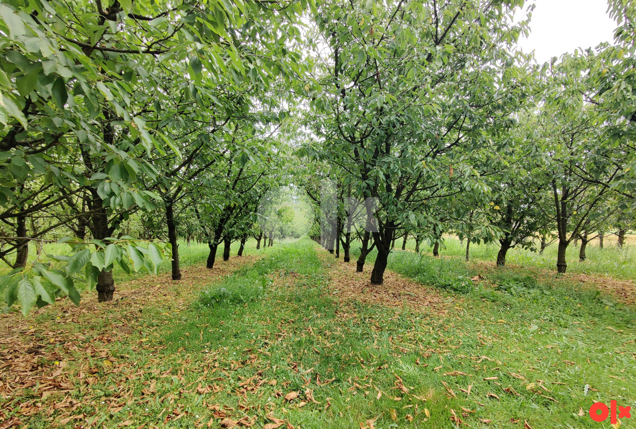 Voćnjak trešnje, Romanovci, Gradiška 2