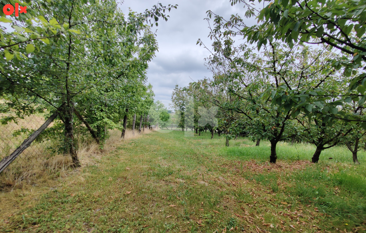 Voćnjak trešnje, Romanovci, Gradiška 3