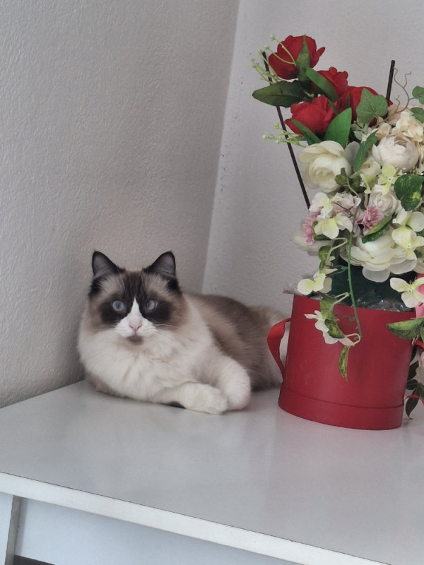 Ragdoll zenka