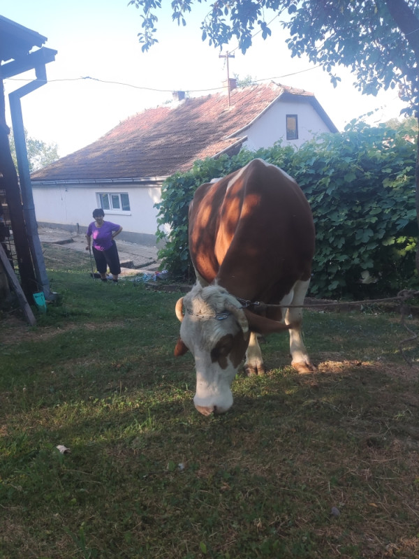 STEVENA KRAVA