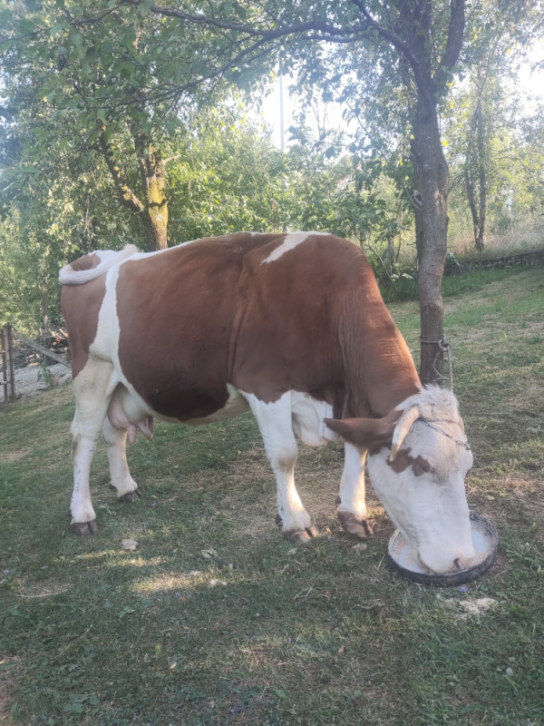 STEVENA KRAVA