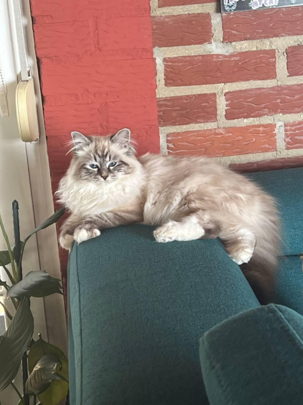 Ragdoll macici