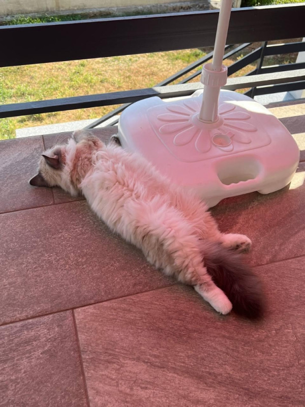 Ragdoll macici