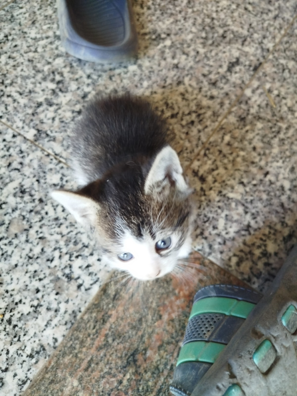 Poklanjam macice macke udomljavanje