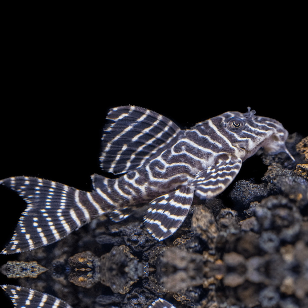 L 333 pleco ribice akvarijum