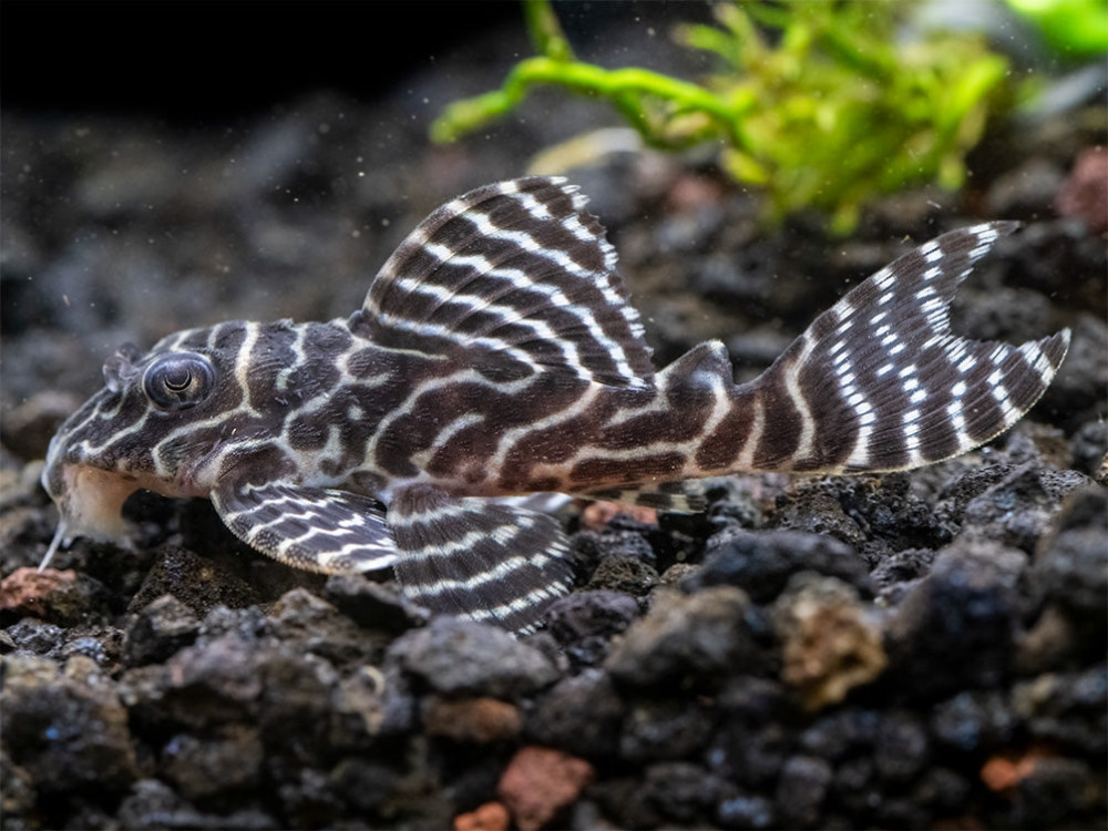 L 333 pleco ribice akvarijum
