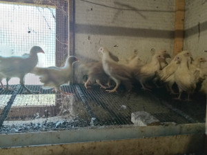 PILICE LEGHORN