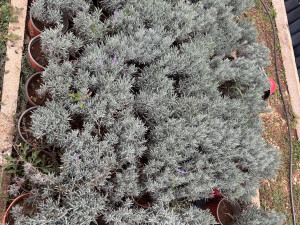 LAVANDA SADNICE DVOGODIŠNJE