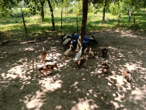 Indijske patke trkačice