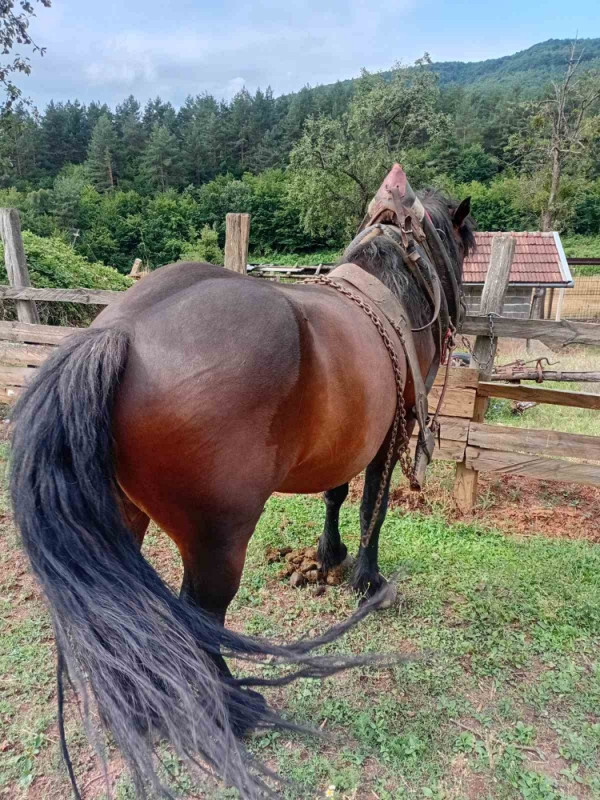 Kabila i ždrijebe