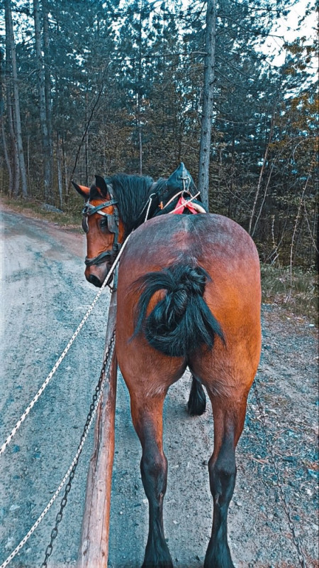 Konj Dorat
