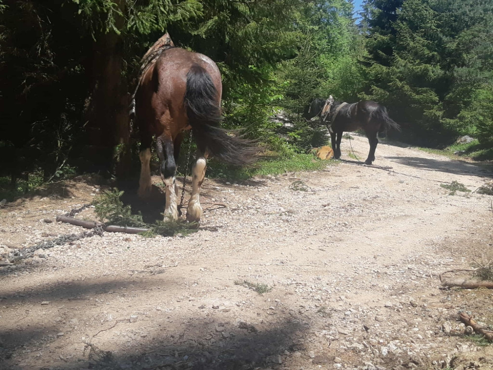 Na prodaju konj