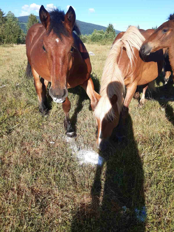 Prodajem 10  mladih zdrijebaca starsti od 1-3 godine